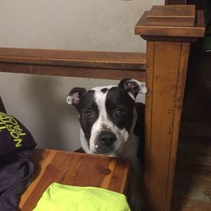 Meet your Posher, Logan